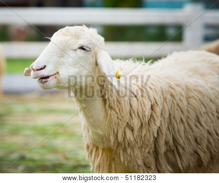 White Sheep