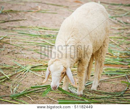 White Sheep