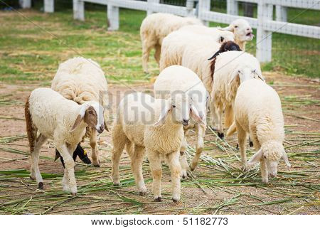 White Sheep