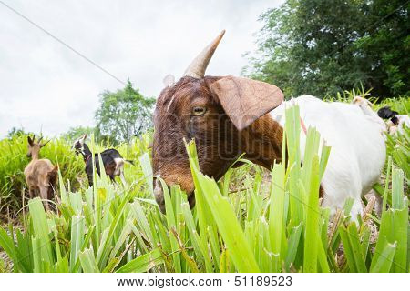 Goat Eating Grass