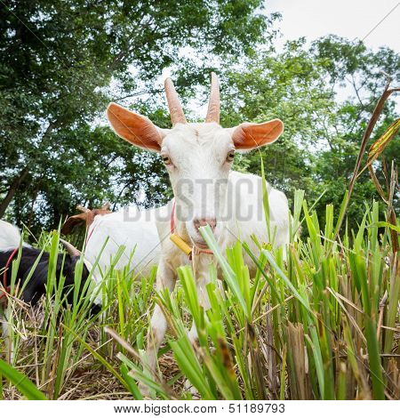 Goat Eating Grass