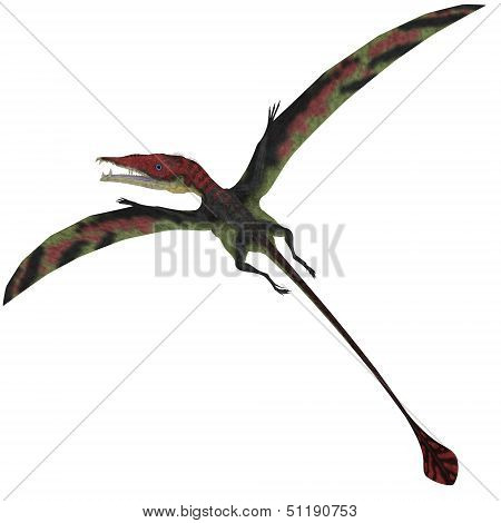 Eudimorphodon On White