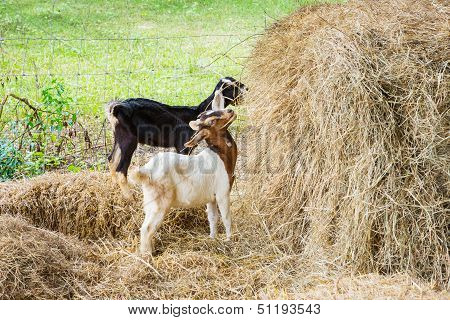 Young Goat