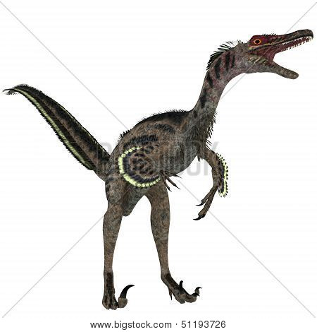 Velociraptor On White