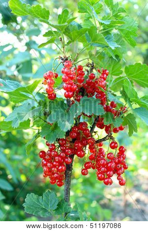 Berry Of A Red Currant On The Bush