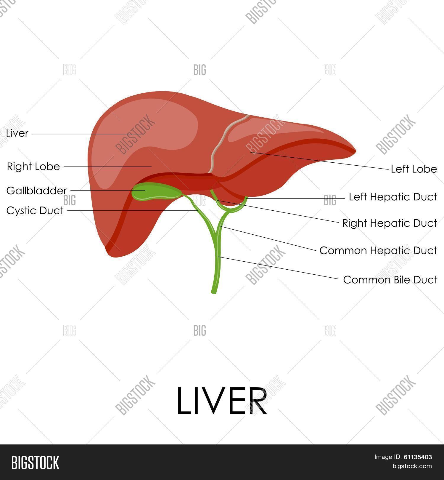 Human Liver Anatomy Vector & Photo (Free Trial) | Bigstock