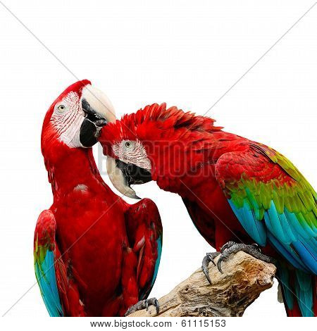 Greenwinged Macaw