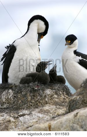 Re cormorani