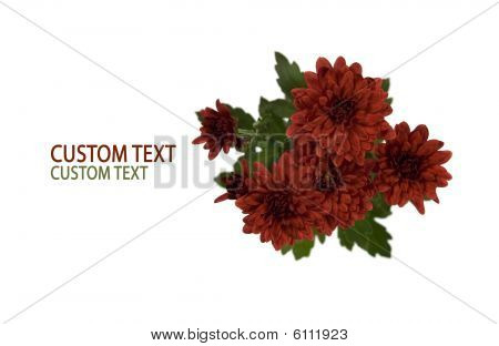 Fiori di crisantemo cremisi