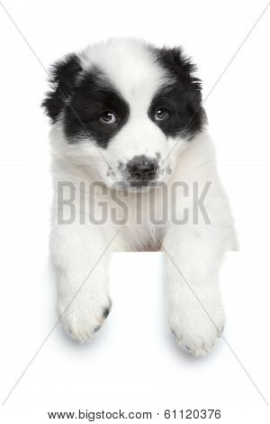 Central Asian Shepherd Puppy On A White Banner