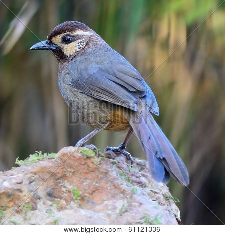 White-browed Laughingthrush
