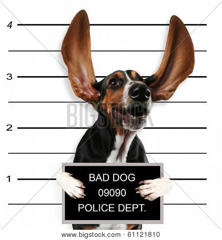 a mugshot of a bad dog 