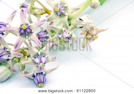 Crown Flower
