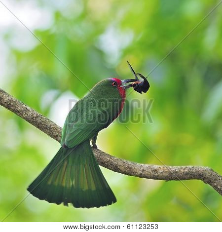 Female Red-bearded Bee-eater