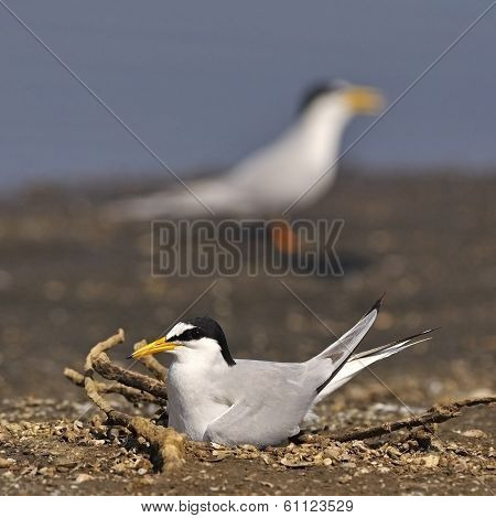 Little Tern