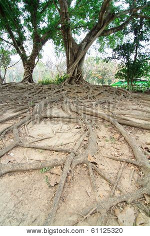 Roots of the banyan tree