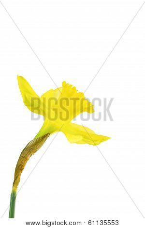 Daffodil Side View