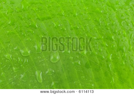 Vlhký list A Ficus Elastica