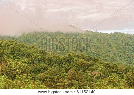 Rain Forest, Panama