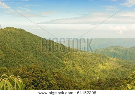 Rain Forest, Panama