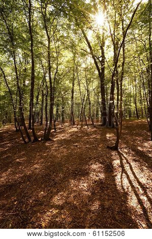 Autumn Forest
