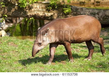 Tapir