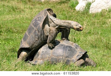 Tortoise