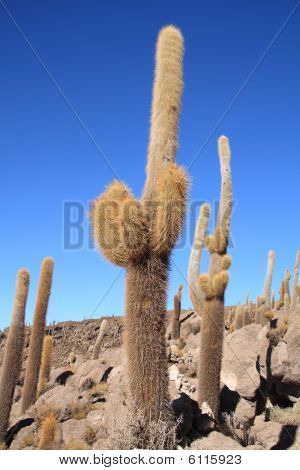Cactus sulla Isla Del Pescado