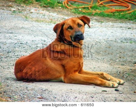 dog