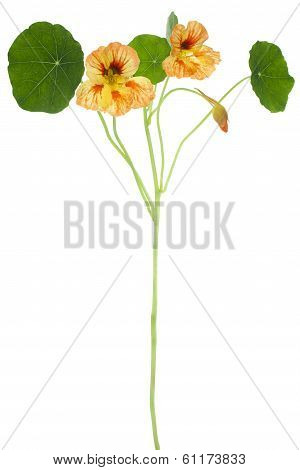 Nasturtium