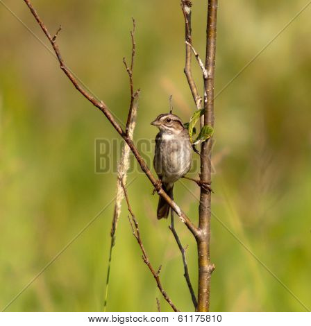Swamp Sparrow