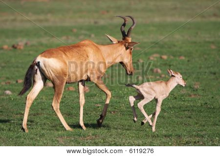 Bebé Hartebeest rojo antílope