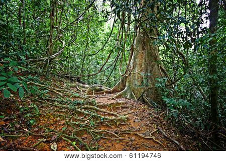 detail of jungle in taman negara borneo