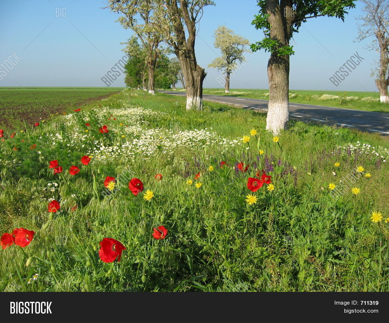Image Preview