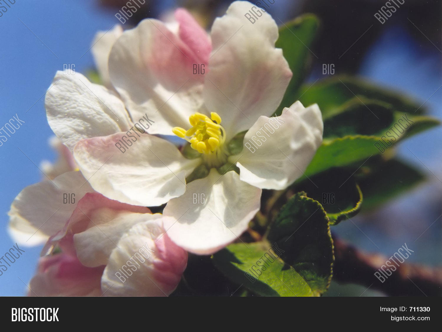 Image Preview