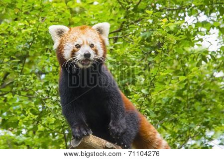 Red Panda (ailurus Fulgens)