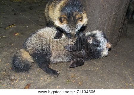 Raccoon Dog (nyctereutes Procyonoides)