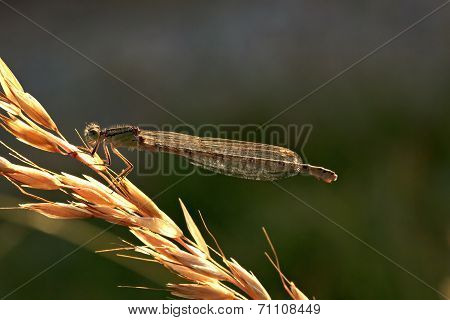 Dragonfly