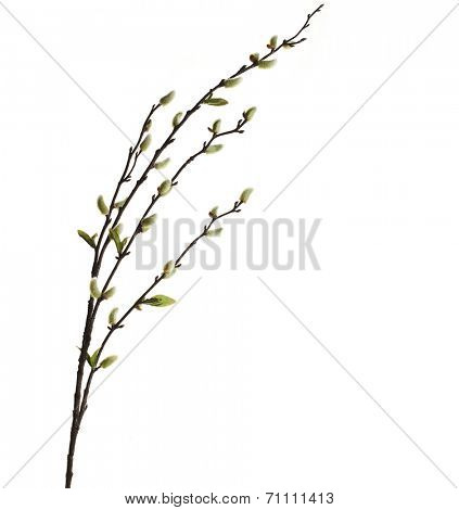 Spring branches Catkins Willow isolated on white background
