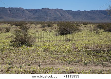 Dert Wlid Flowers