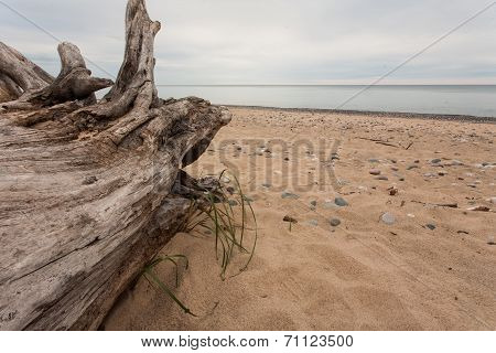 Log on a Beach