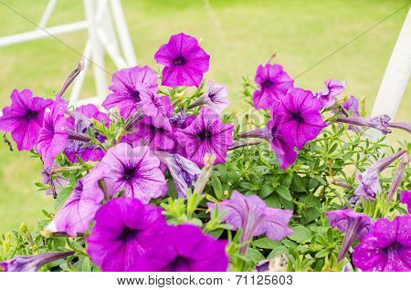Violet Petunia Or Petunia Hybrida Vilm