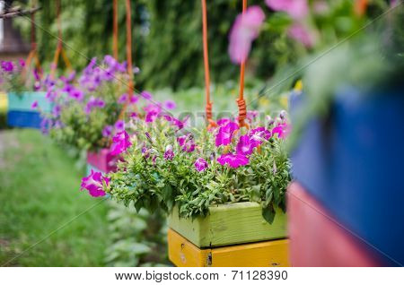 Petunia Or Petunia Hybrida Vilm