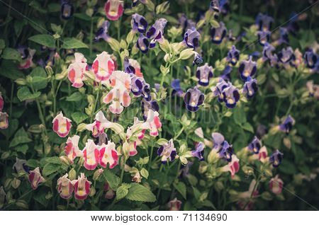 Torenia Or Wishbone Flowers Vintage