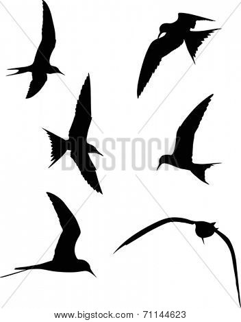 illustration with set of sterna silhouettes isolated on white background