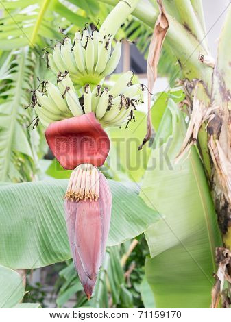 Bunch Of Bananas And Flower
