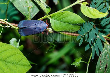 Red And Blue Plant Hopper