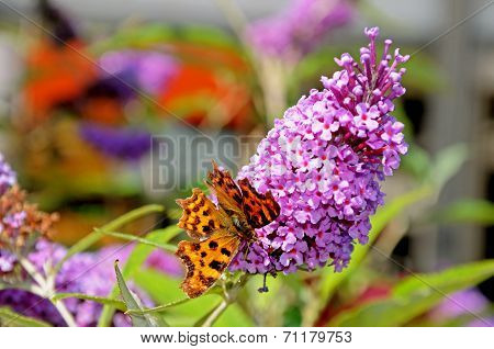 Comma butterfly on buddleja.
