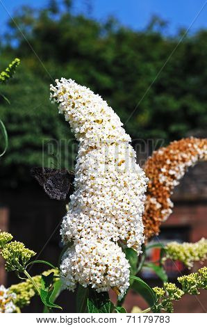 White Buddleja flower.