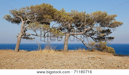 Trees At Spinalonga Island In Crete Near Elounda. Greece